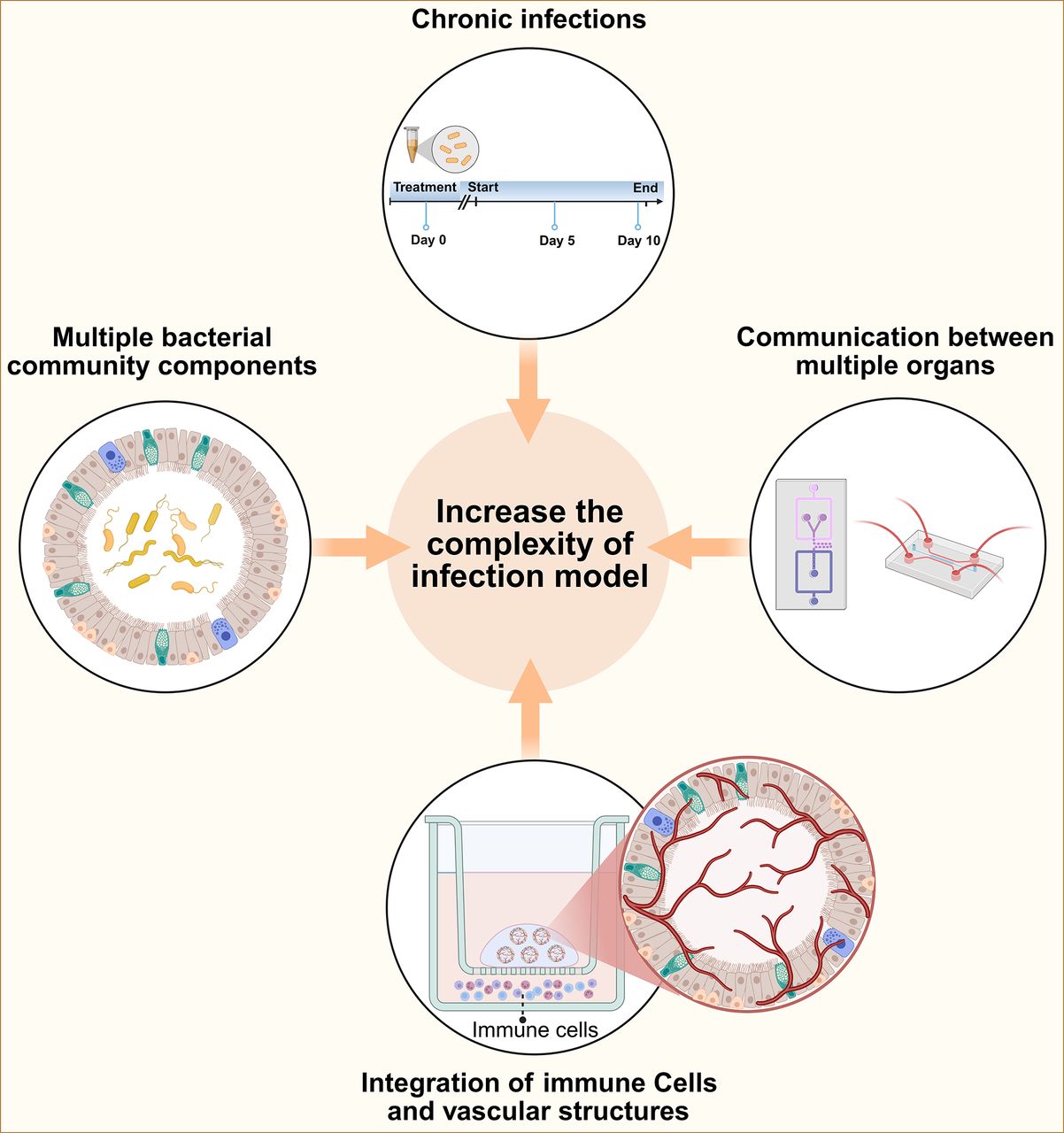 Human airway organoids for bacterial-host interaction studies